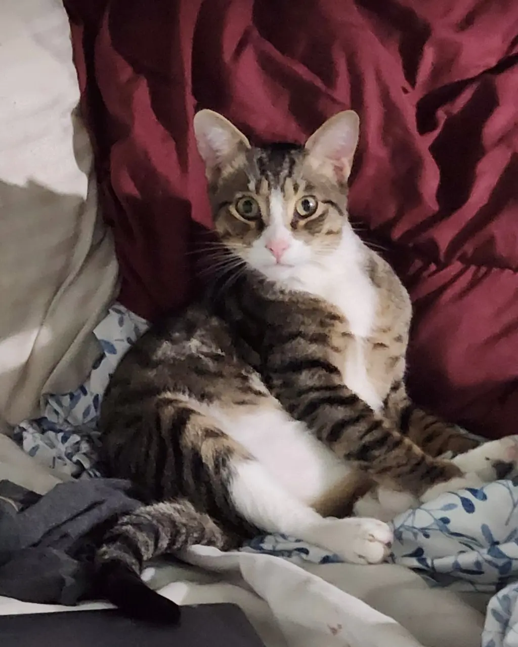 FELIX