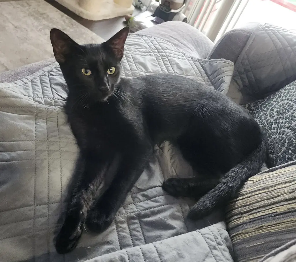 Onyx