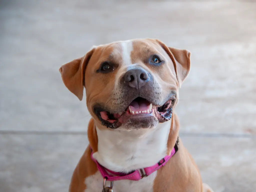 Nilla