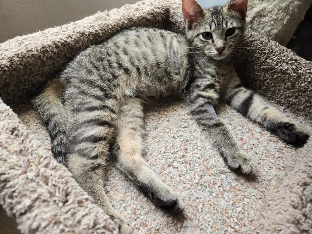 Chevy =^.^=