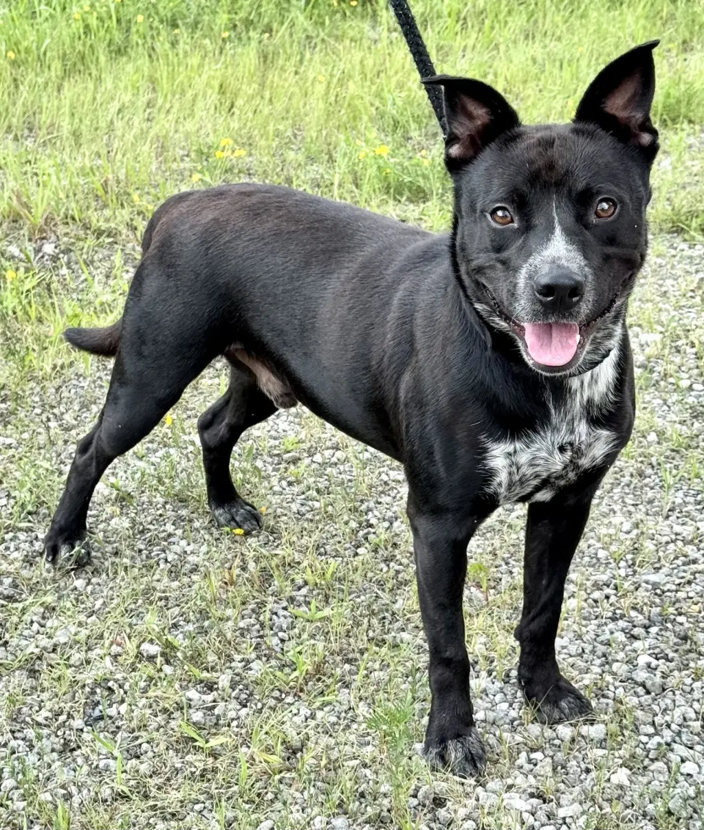 Louie (courtesy post)