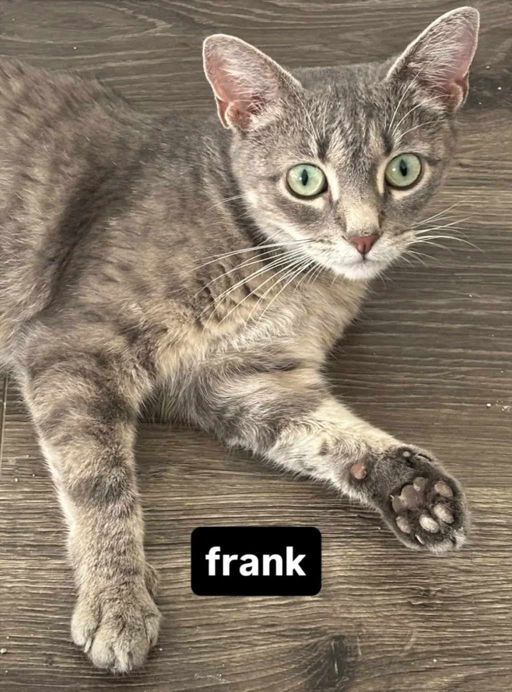 Frank (aka Frankie) female