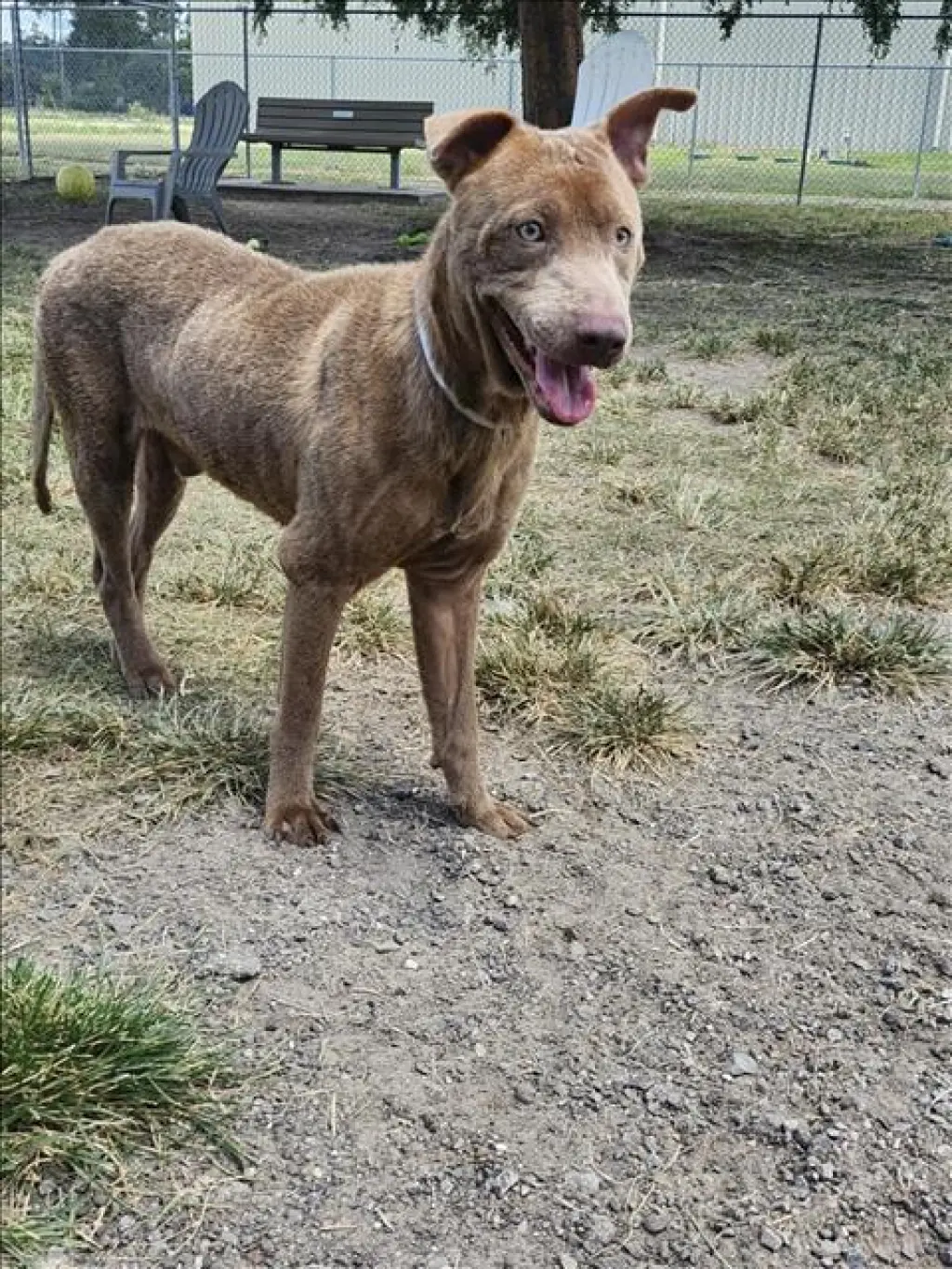 CLYDE