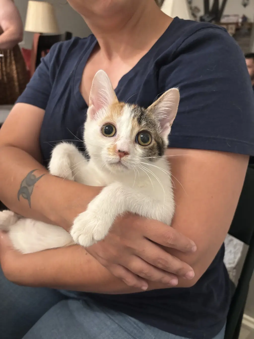 Freddie (Available for pre-adoption)