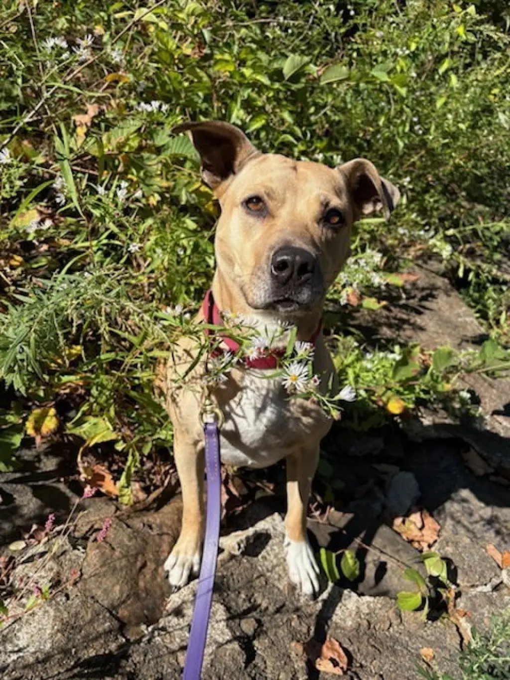 Maggie Moo