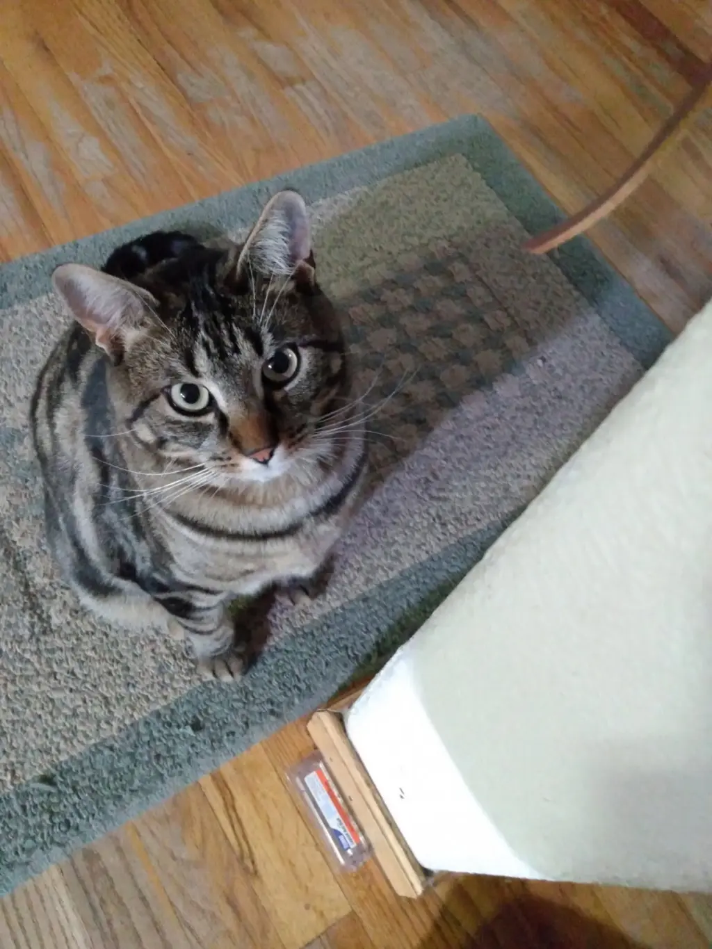 Gemma