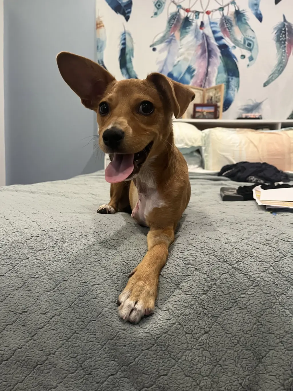 Maple