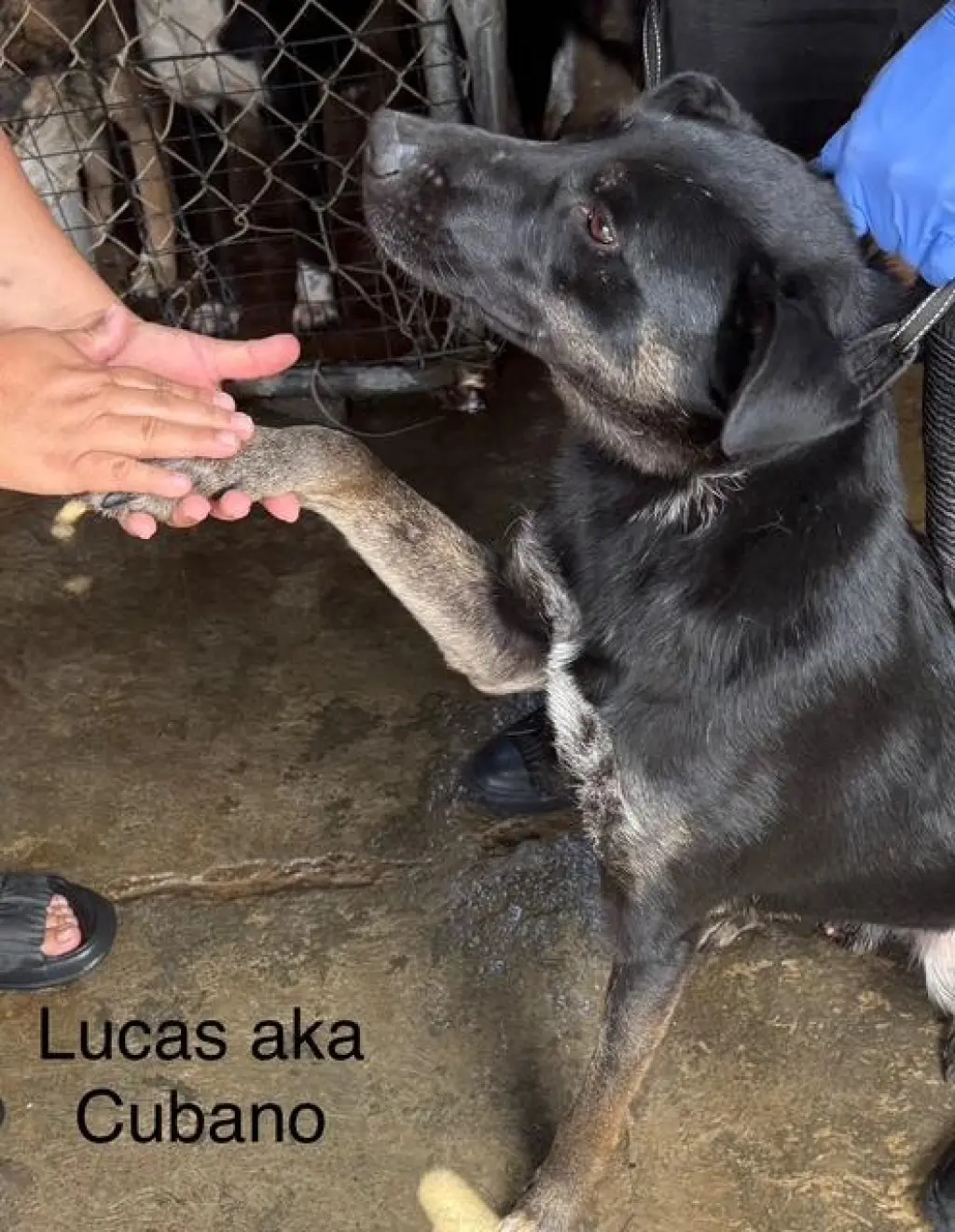Lucas