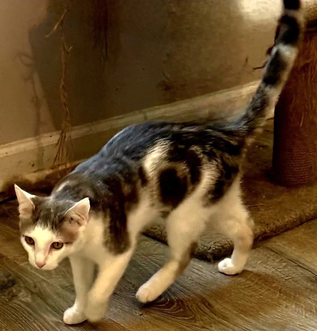 KITTEN GIZMO