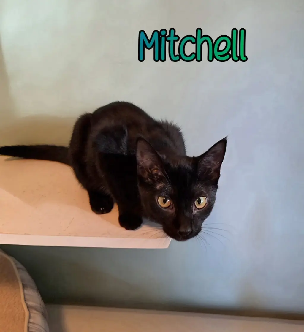Mitchell