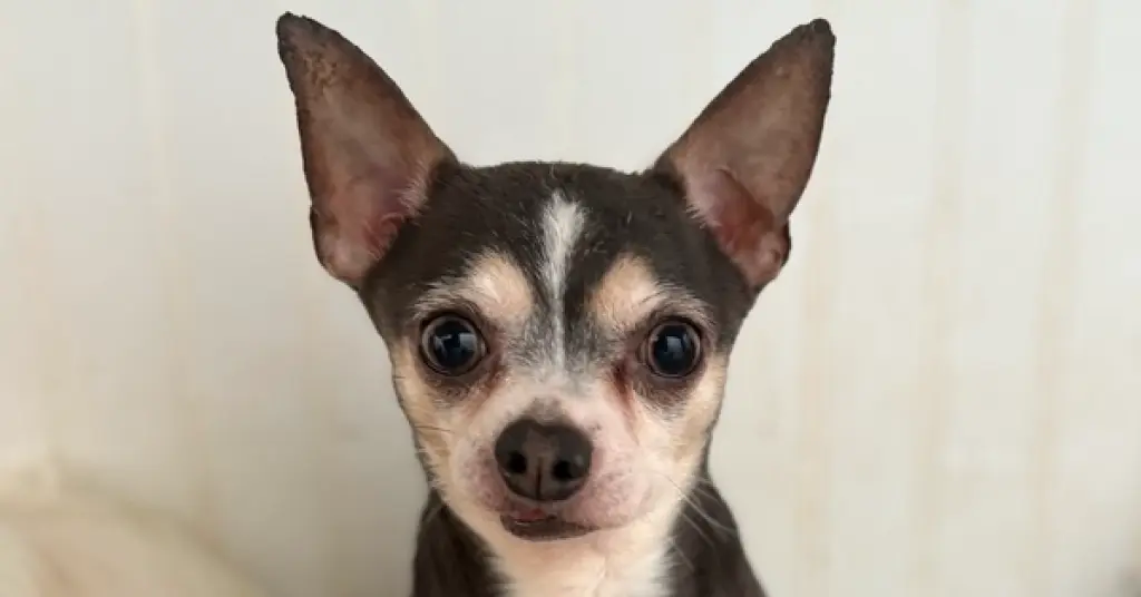 Ozzy #6757
