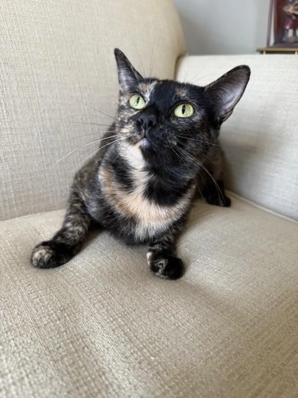 GABBY