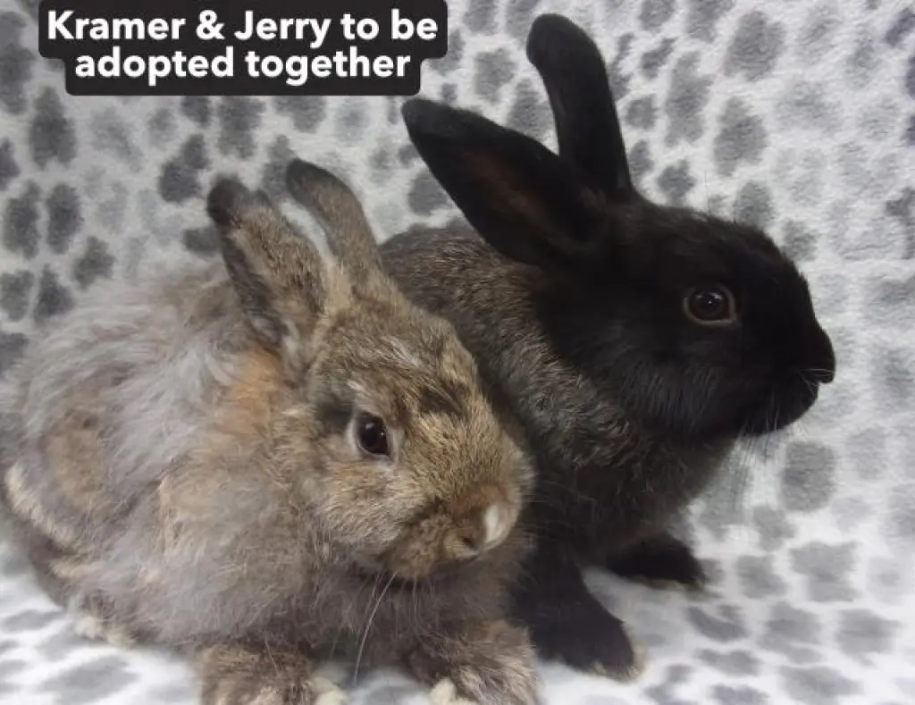 JERRY