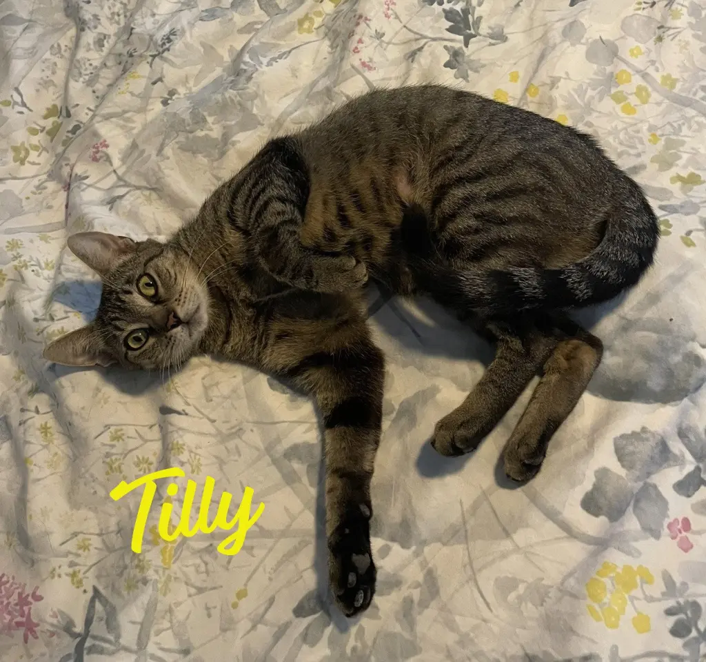 Tilly #adventurous-aristocat