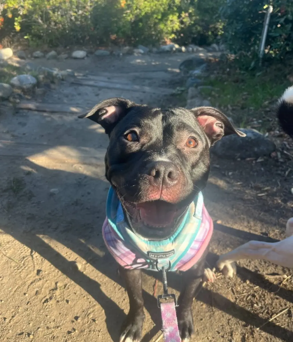 Stella