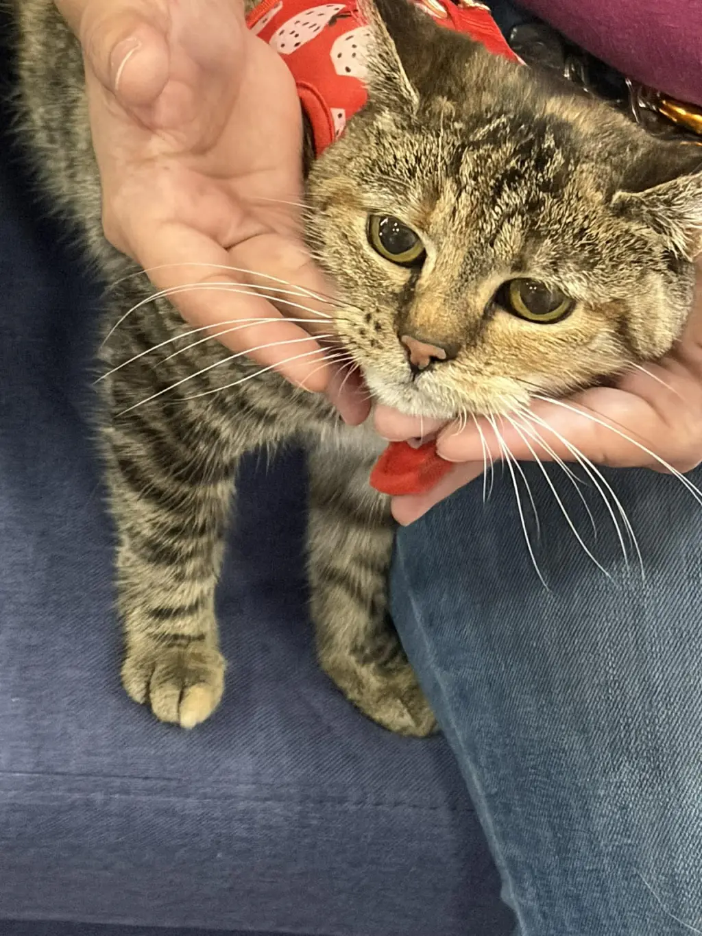 Bebe