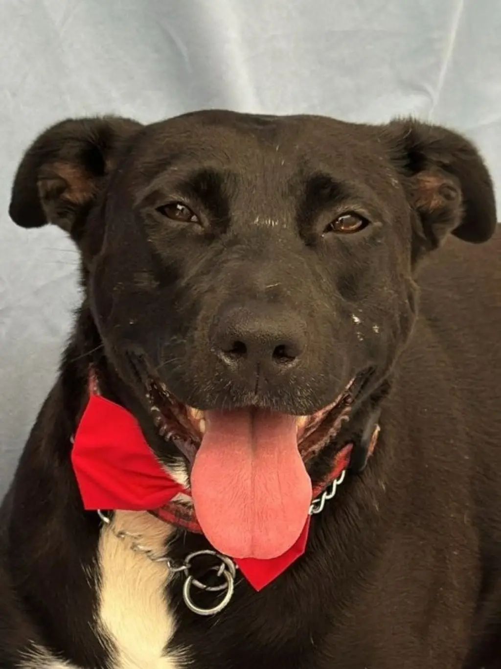 Tess (Courtesy Post) - Adopt Me!