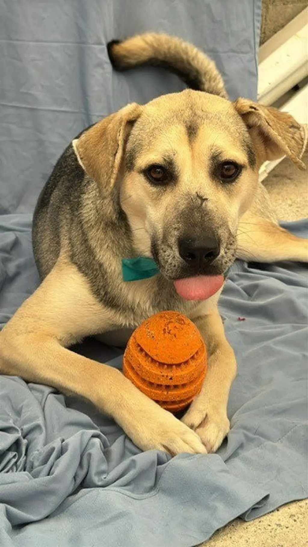 Maddex (Courtesy Post) - Adopt Me!
