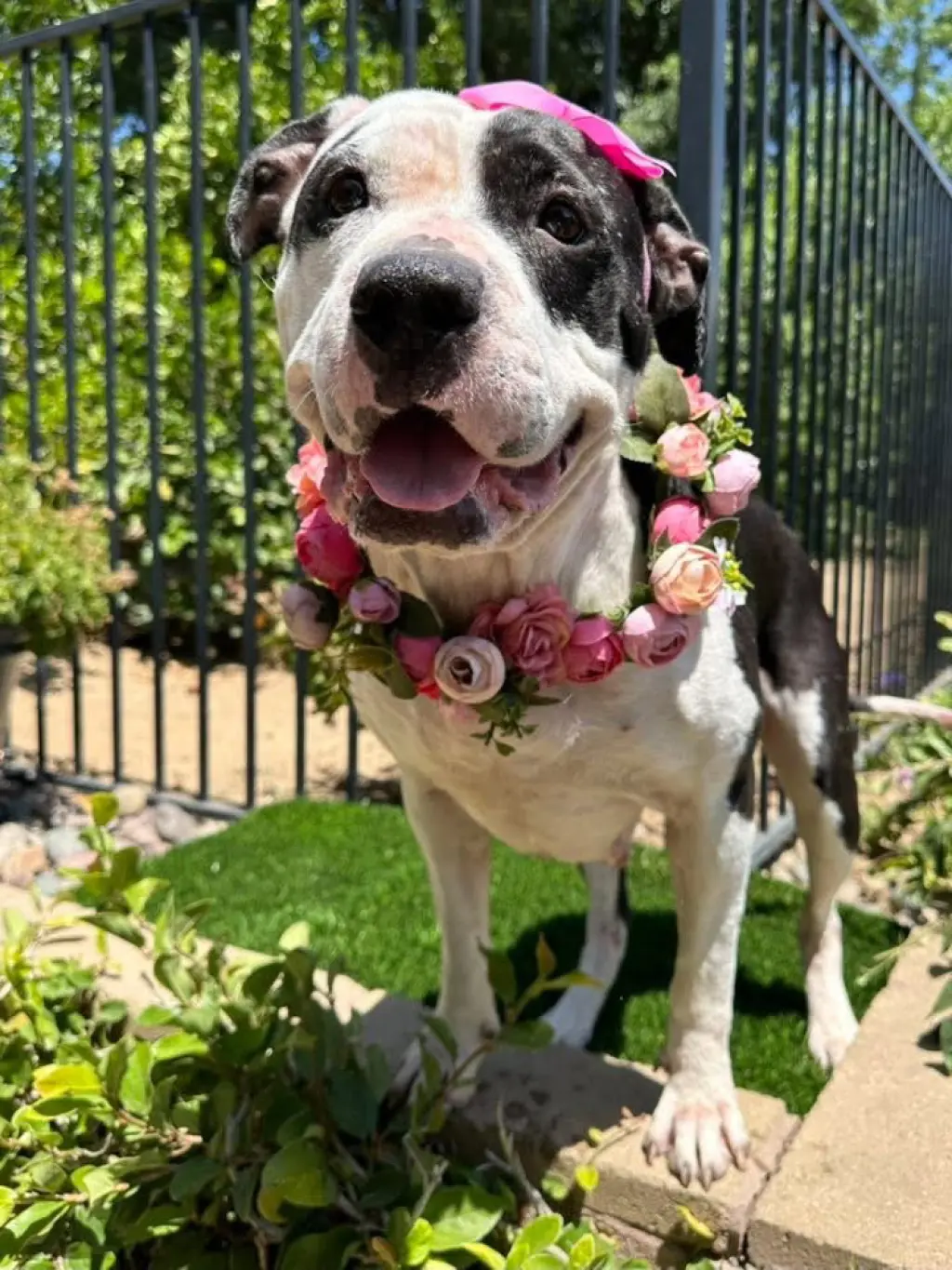 Clarabelle