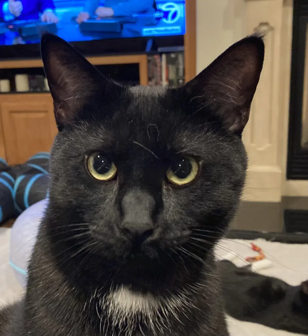 Dot (bonded with Nugget)