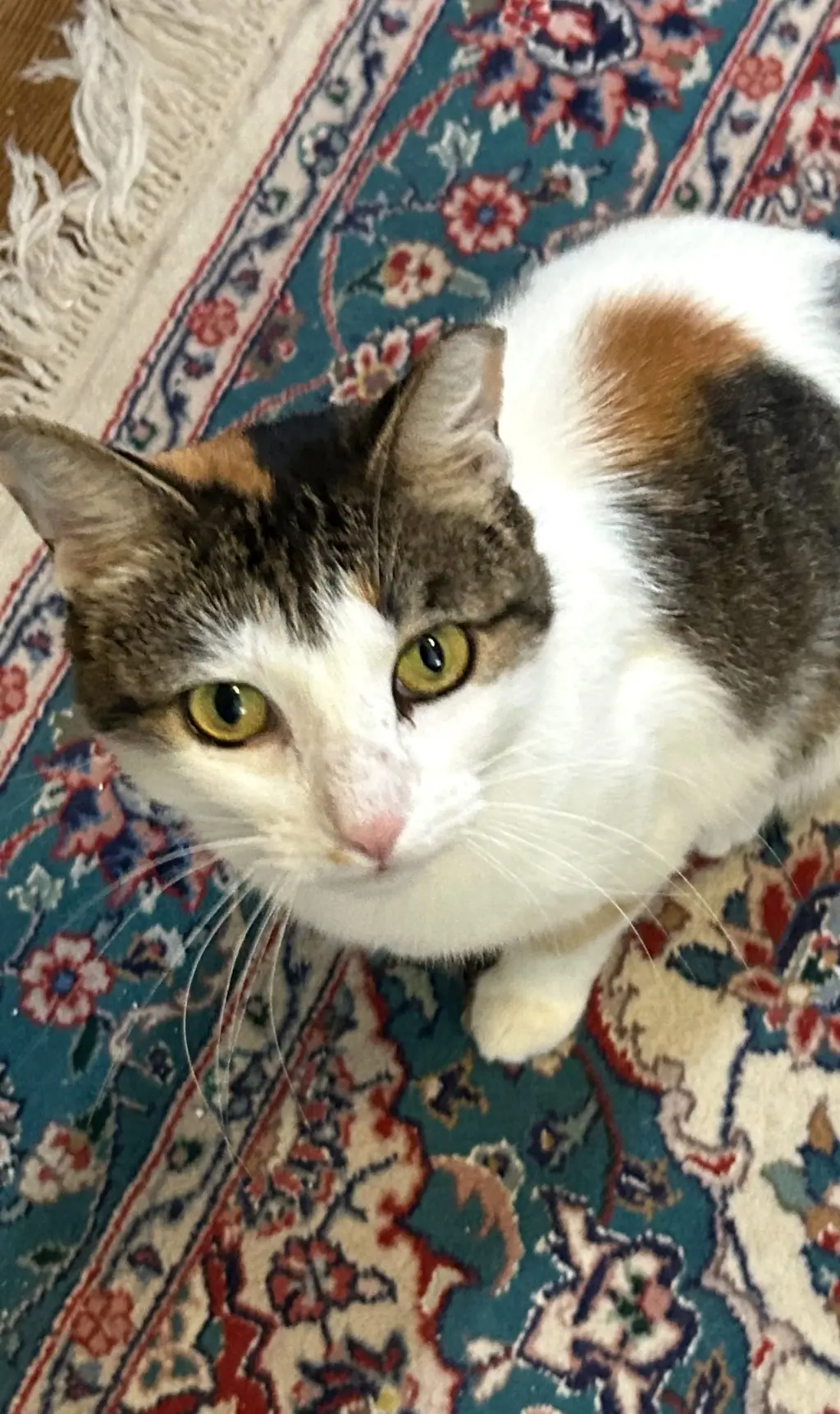 Dinah is a Doll! Adopt ASAP! Stunning!