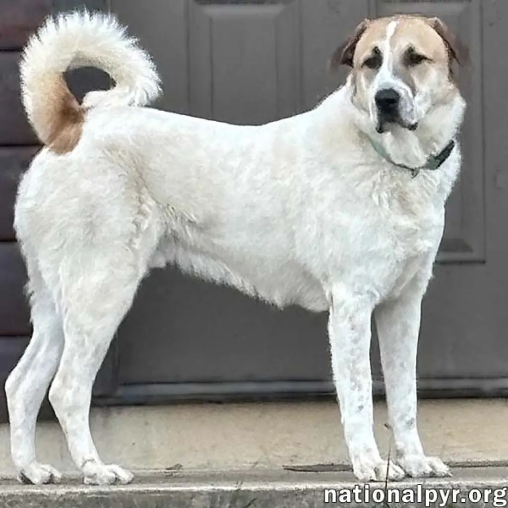 Buster in VA - Energetic Love-Bug!