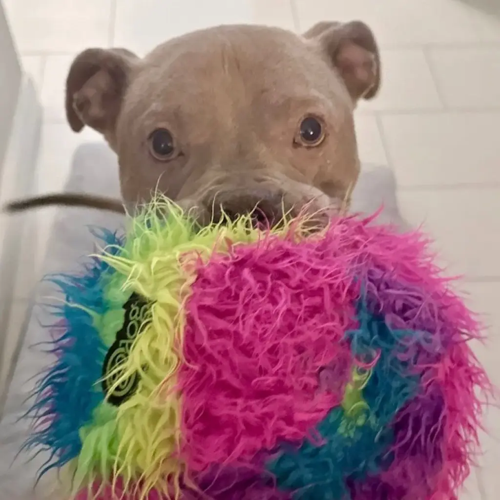 Atlas