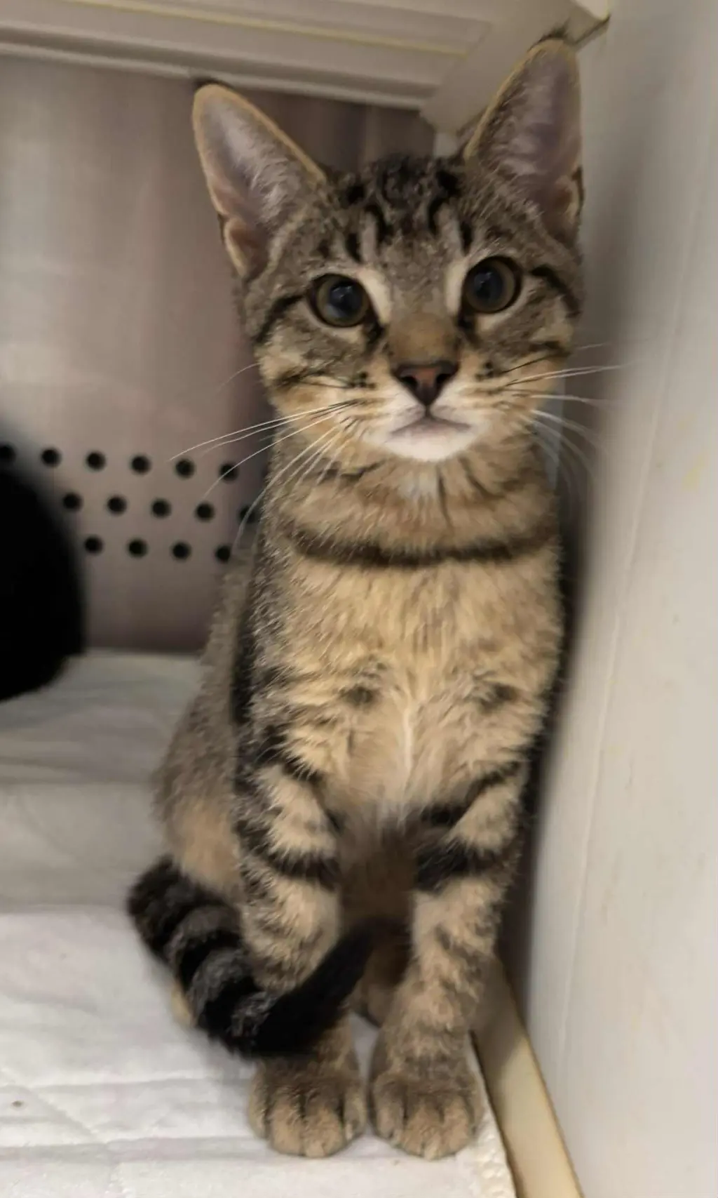 Linus:  Not at shelter (Debra)