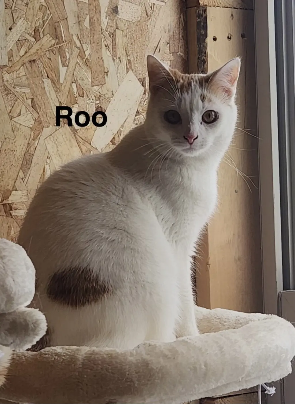 Roo -Cartoon Kittens