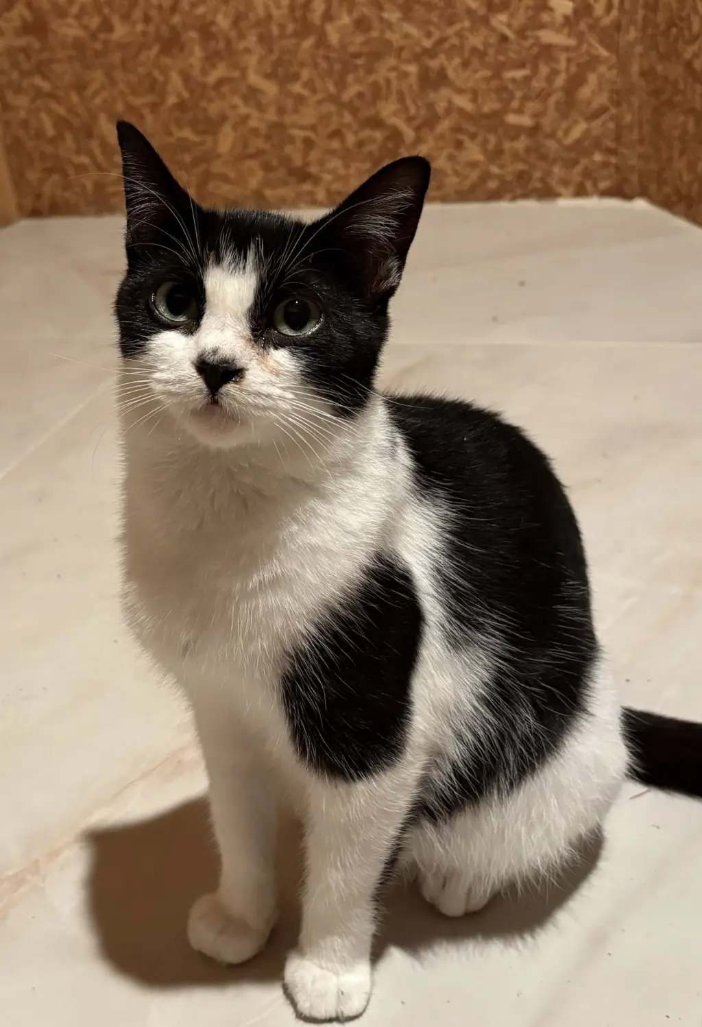Esther ( must be adopted with Edith)