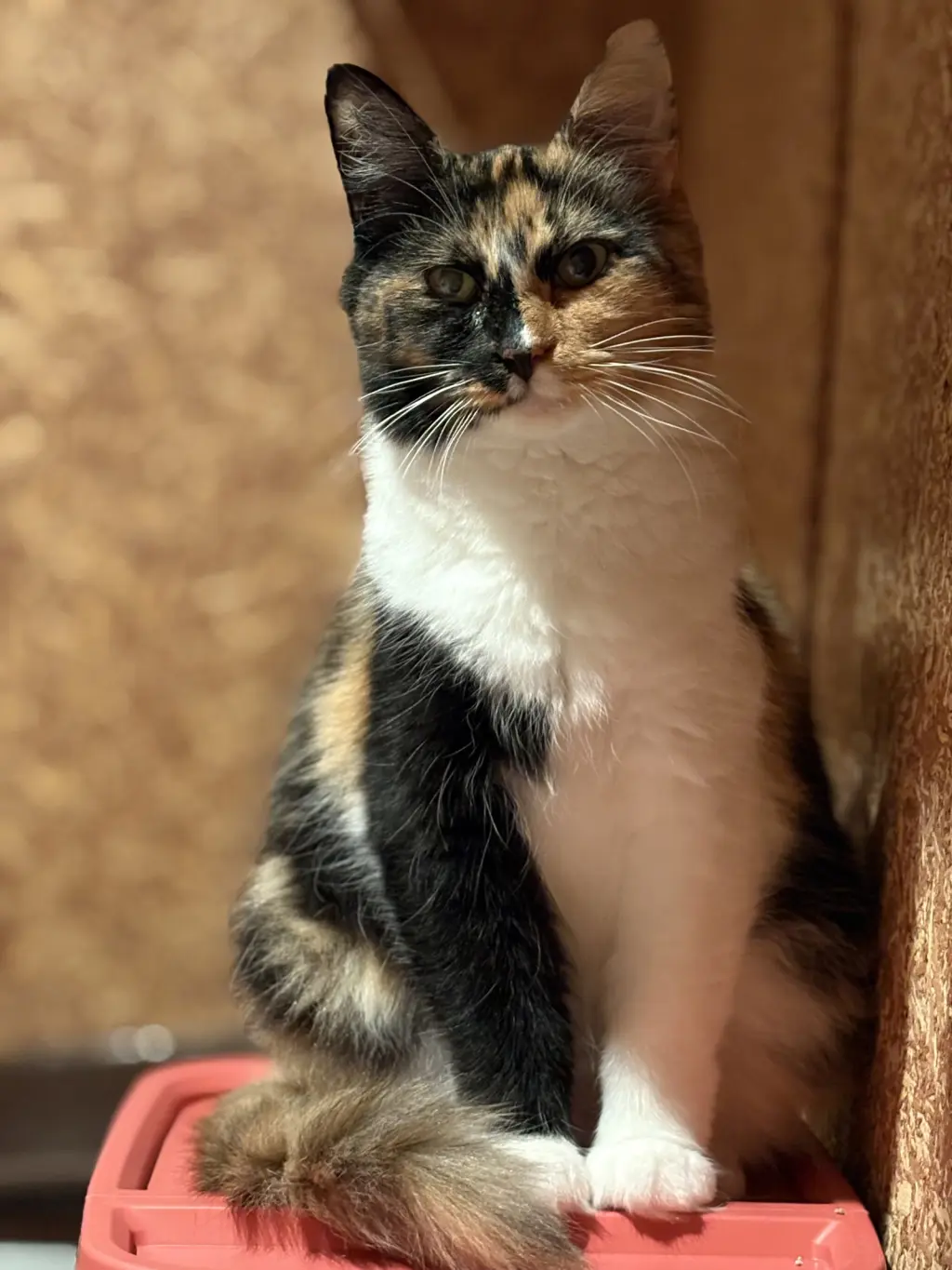 Edith ( must be adopted with ESTHER)