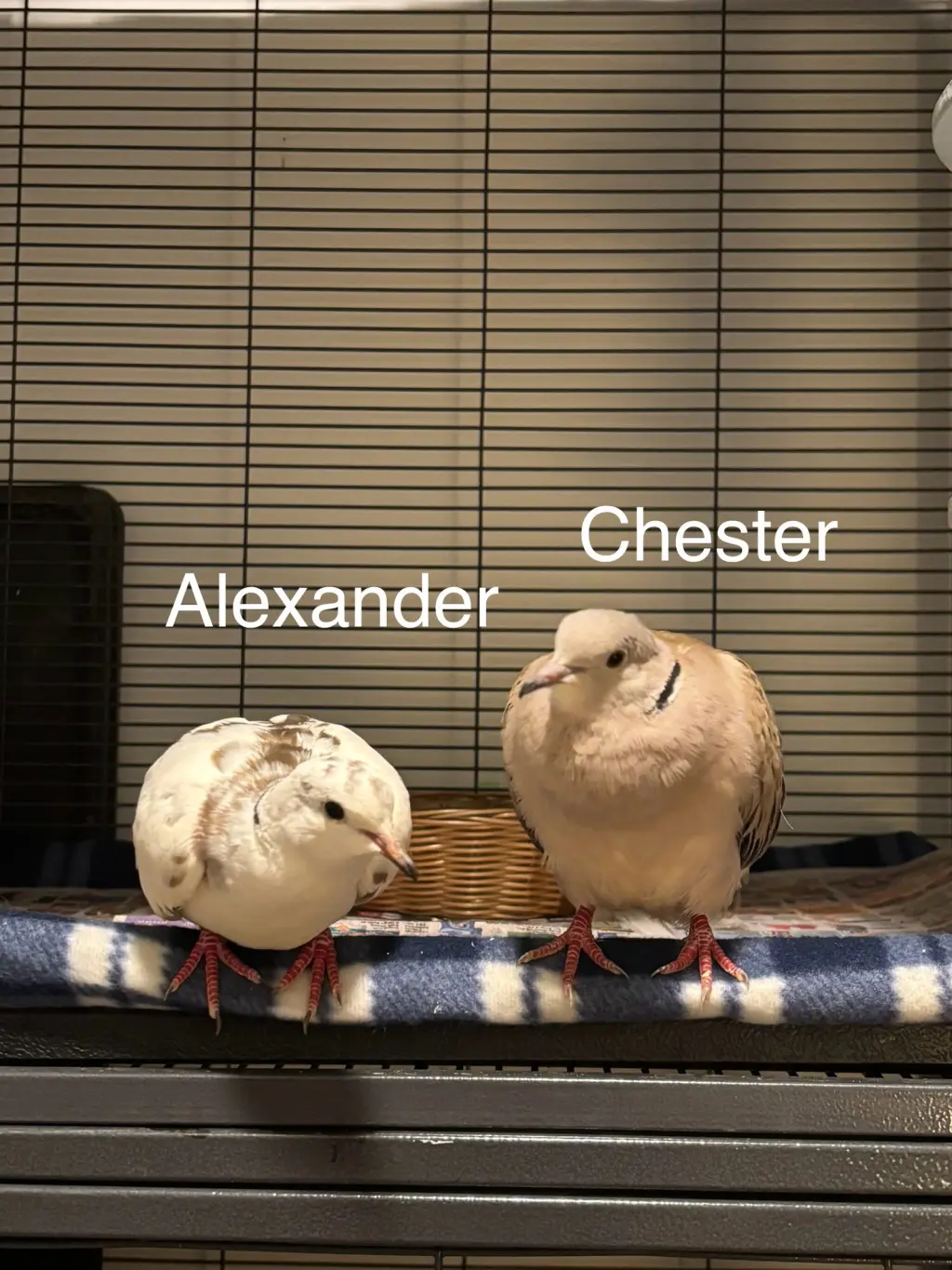 Alexander and Chester