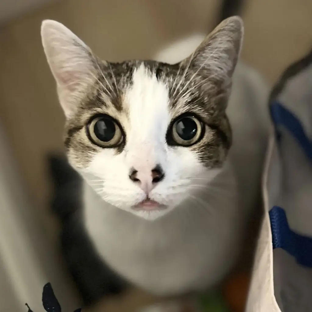 Tinney (pronounced Tin-ey)