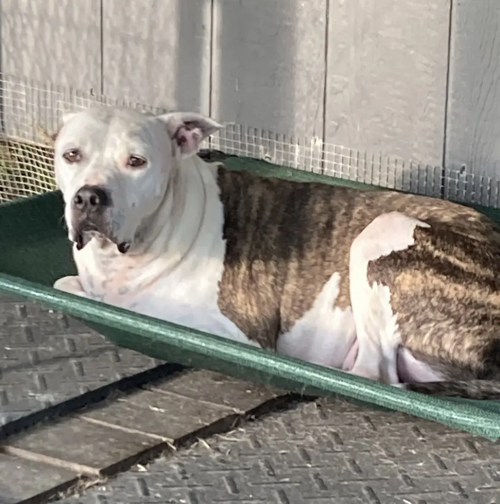 Duck (in foster)