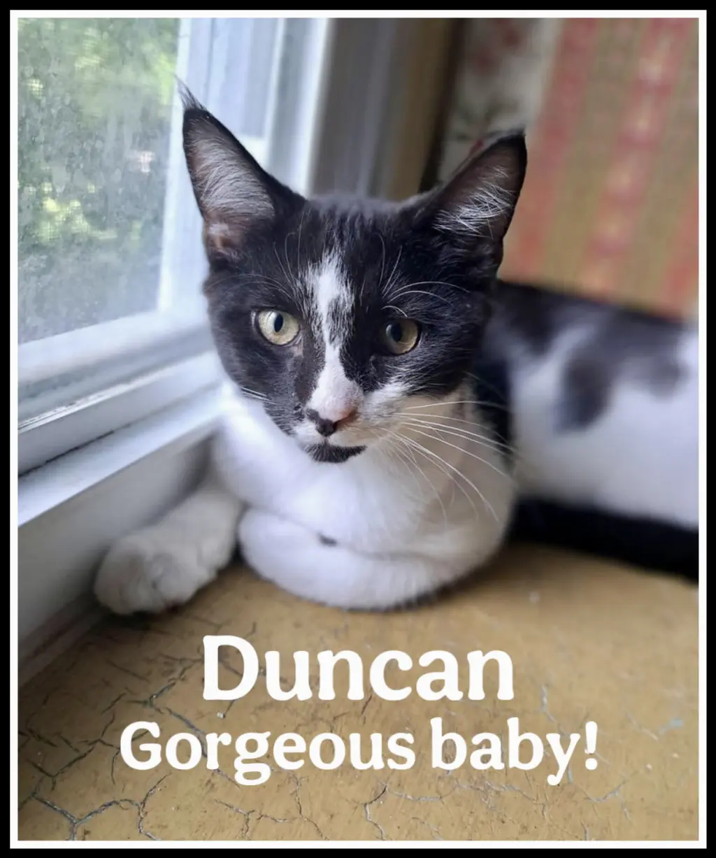 Duncan, Willow Grove Area, (FCID 06/09/2025-152)