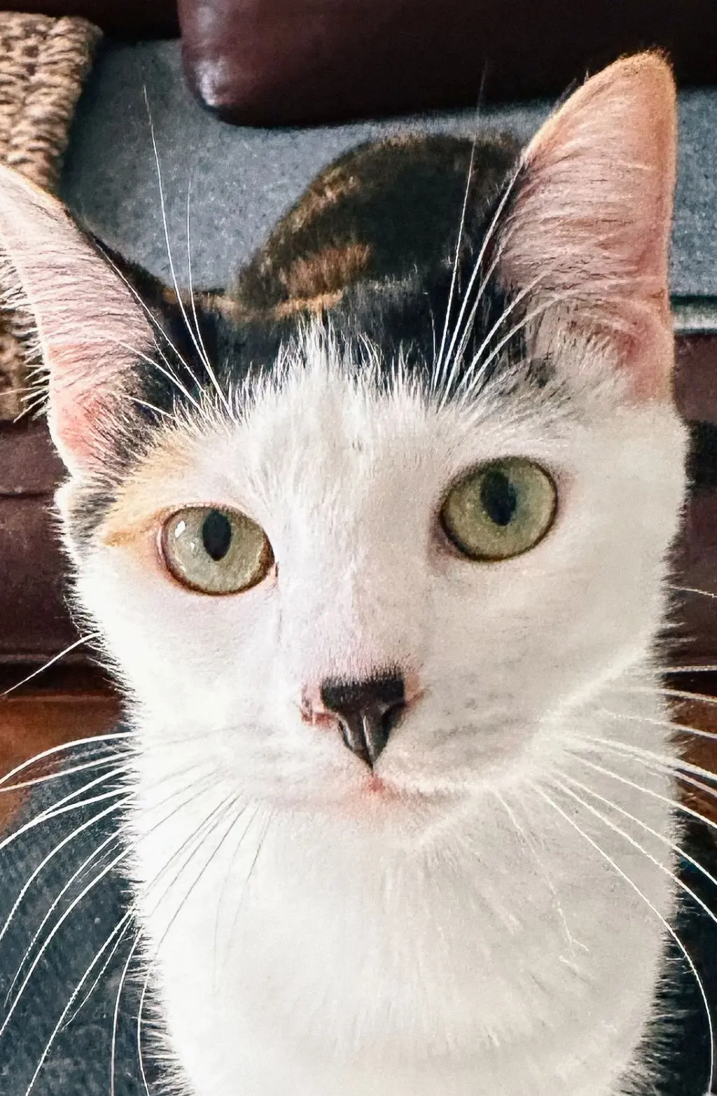 Daisykins