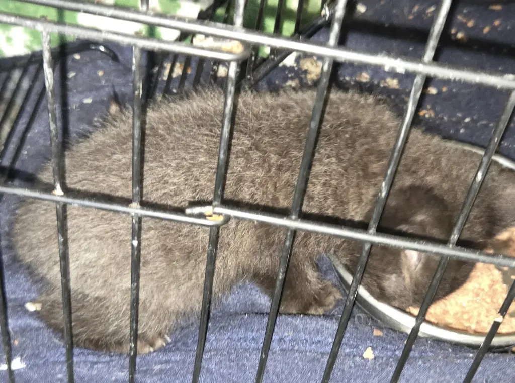 Snuggles  ( nd)