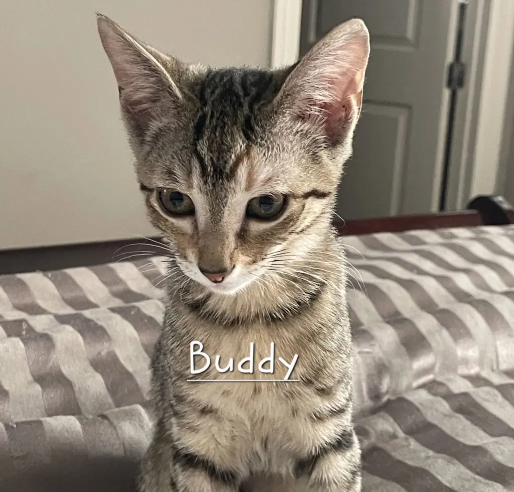 Buddy #litter-of-10