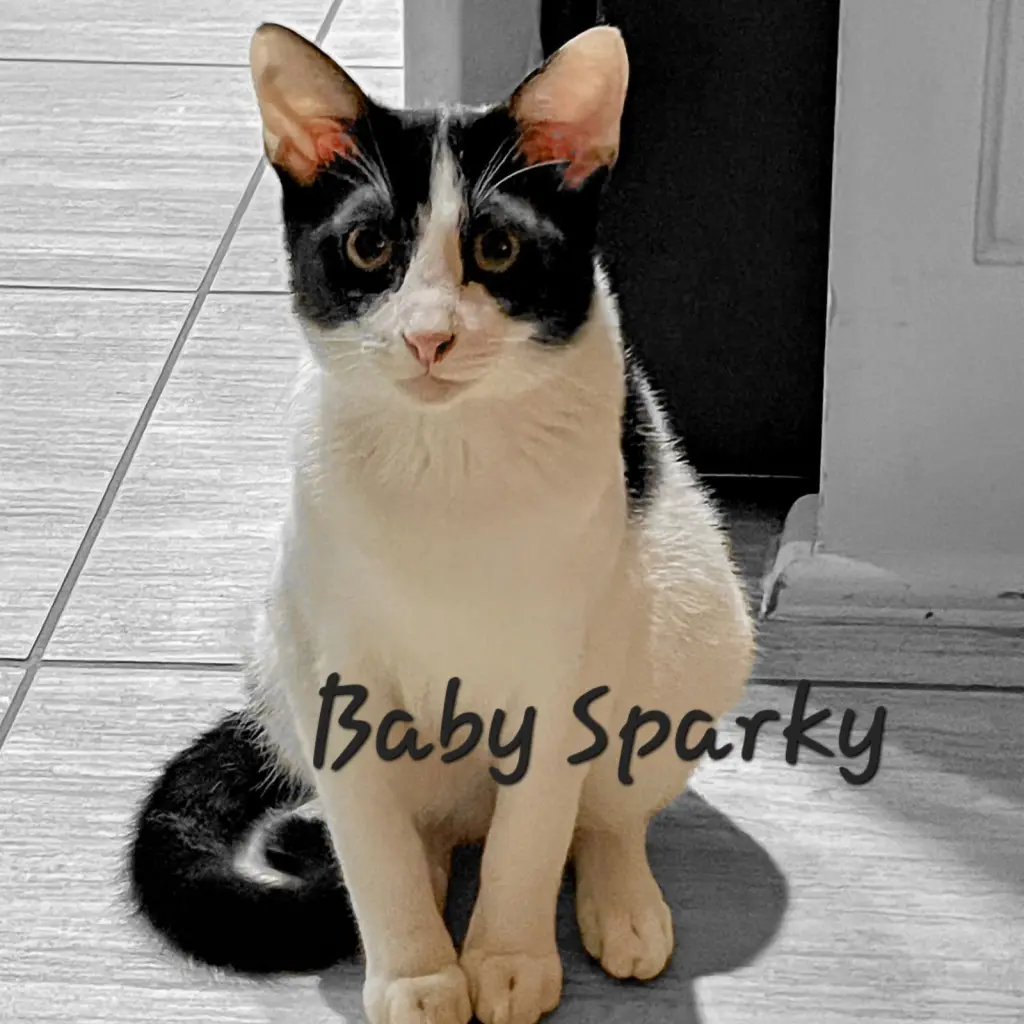 Baby Sparky #litter-of-10