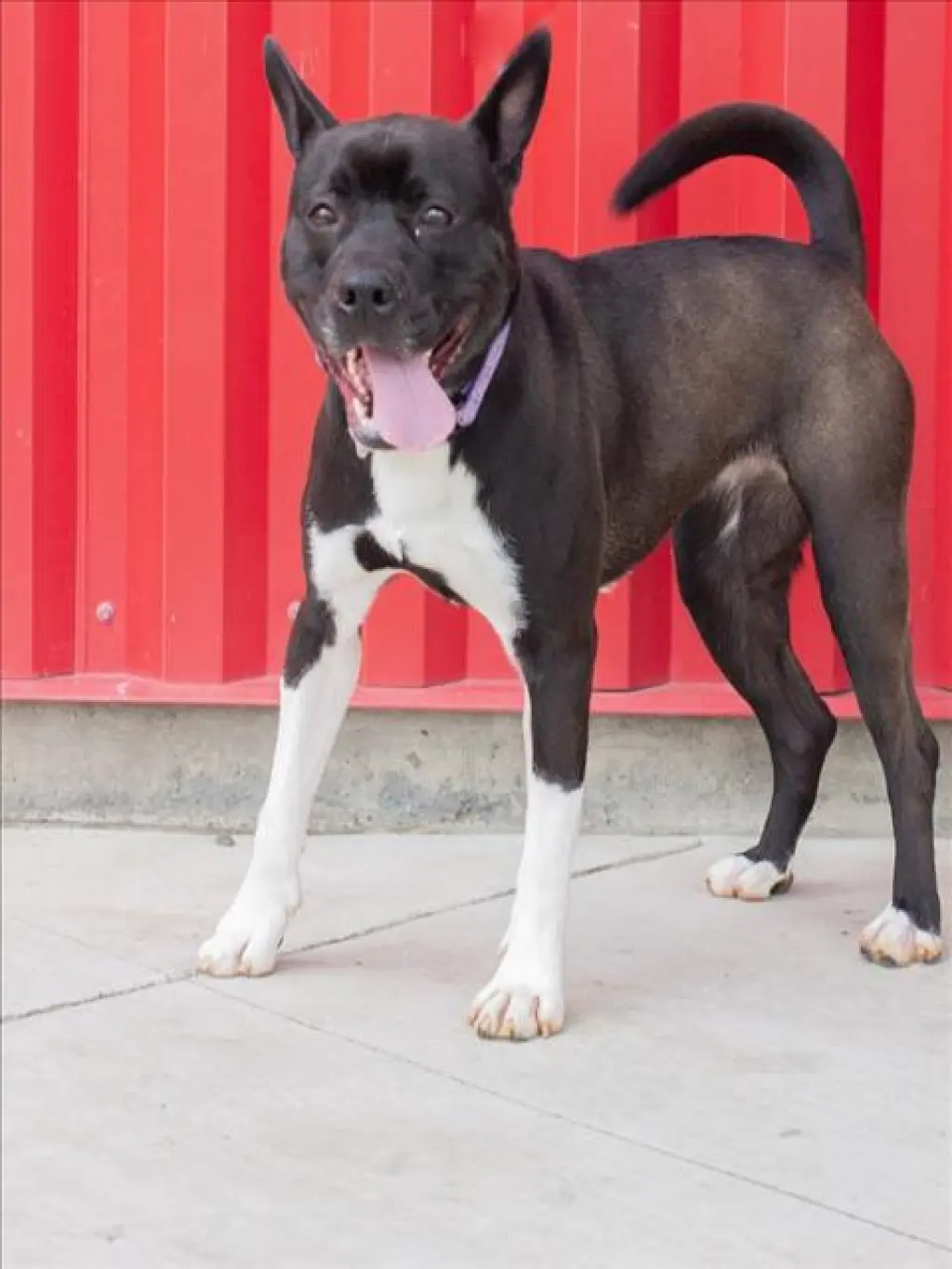 JOAN