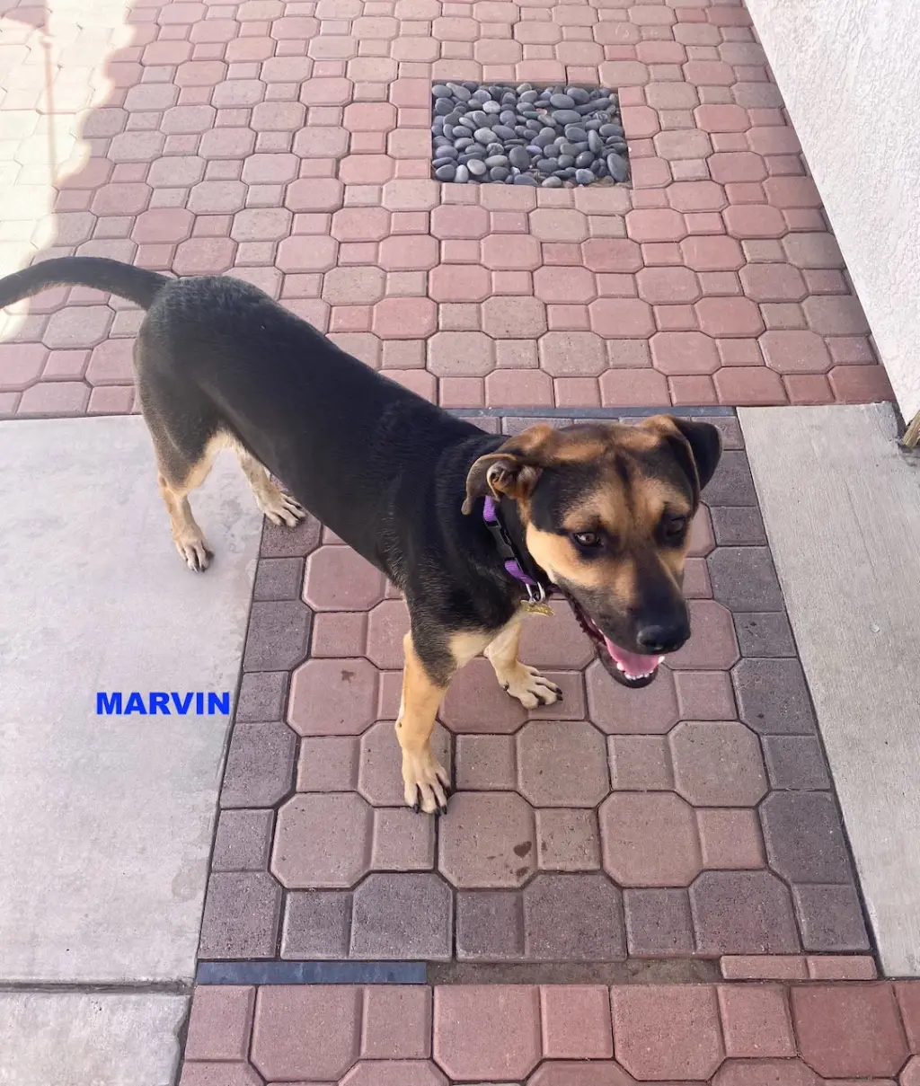 MARVIN