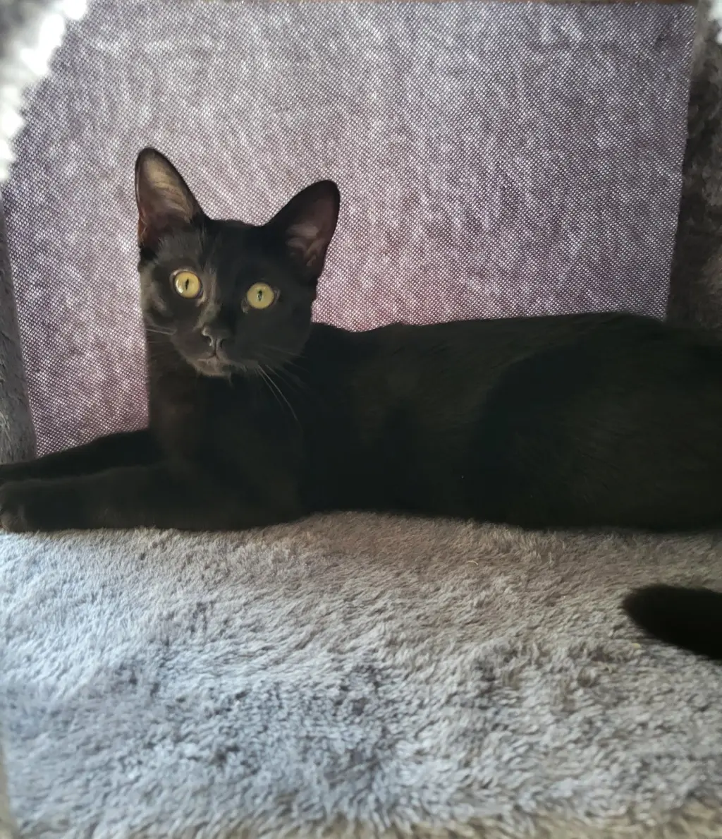 Pip