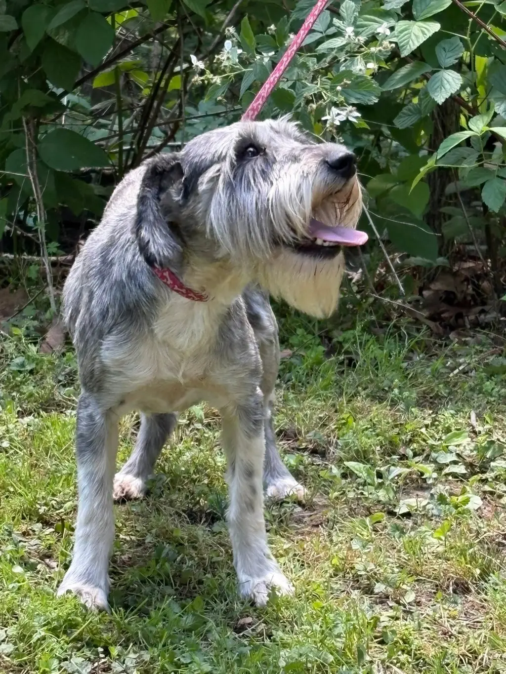 Karlie/ADOPTED