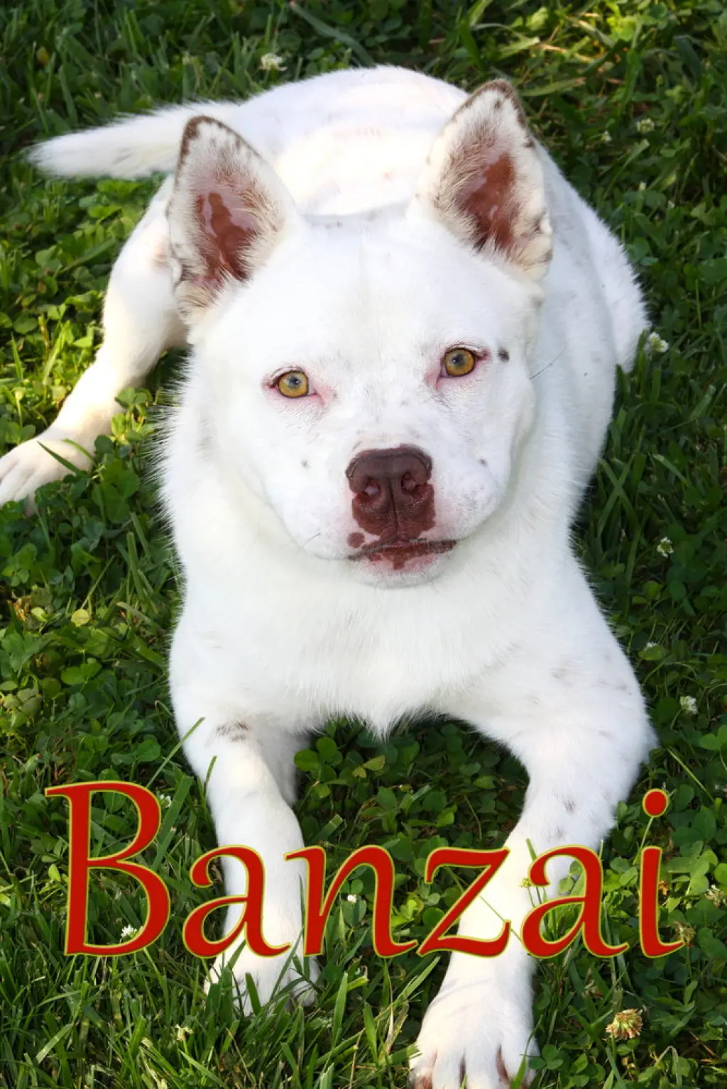 Banzai