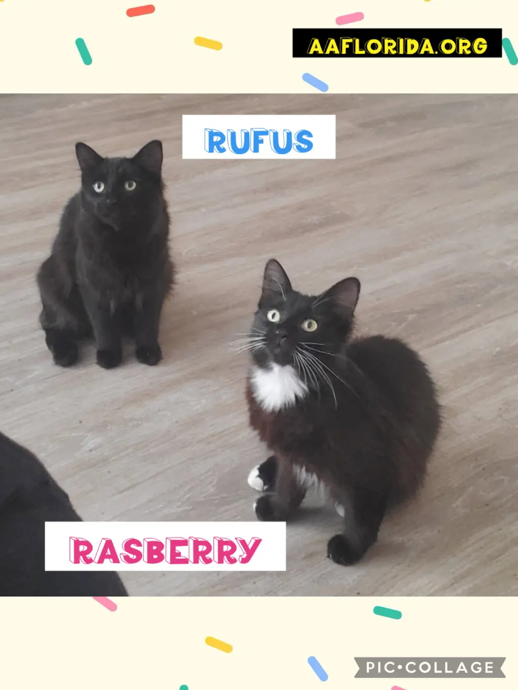 Rufus & Rasberry