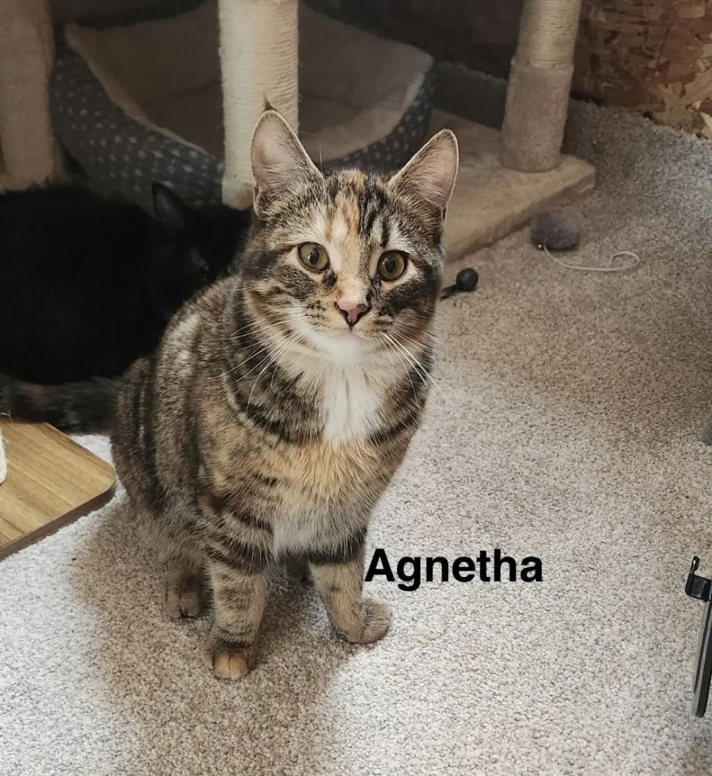 Agnetha - ABBA Litter