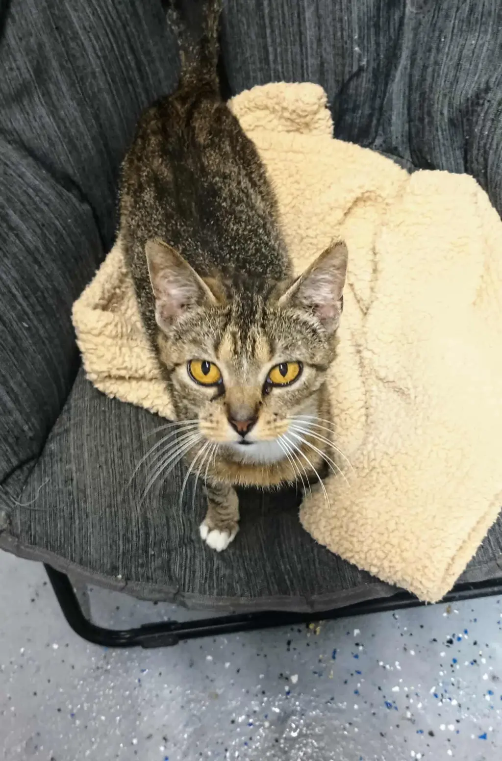 Sadie ADULT FEMALE TABBY FIV+