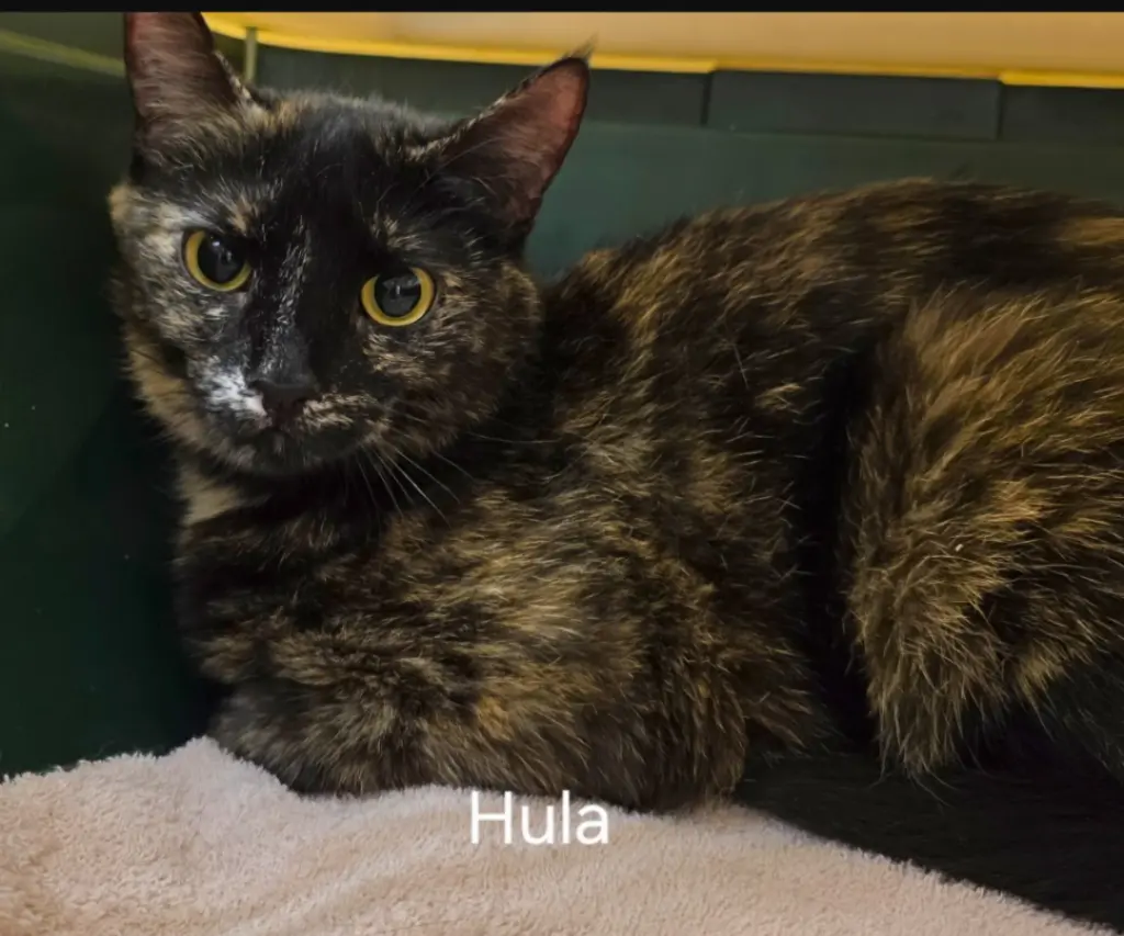 Hula
