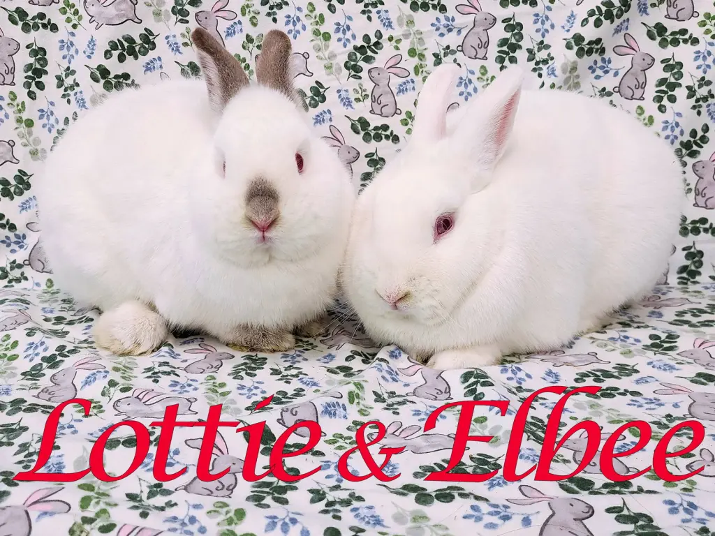 Lottie (bonded to Elbee)