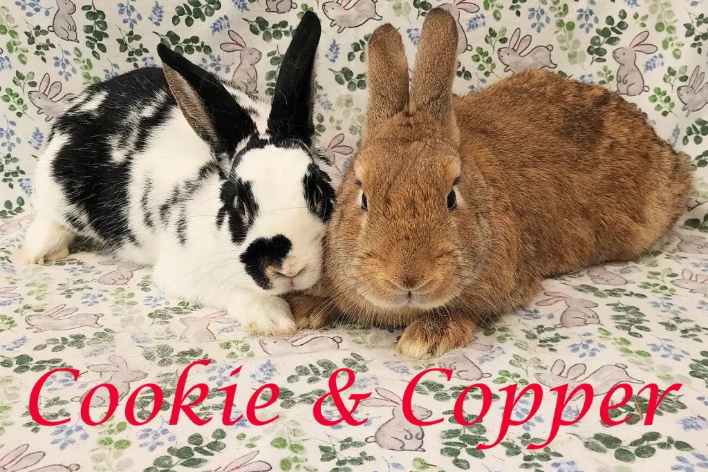 Cookie (bonded to Copper)